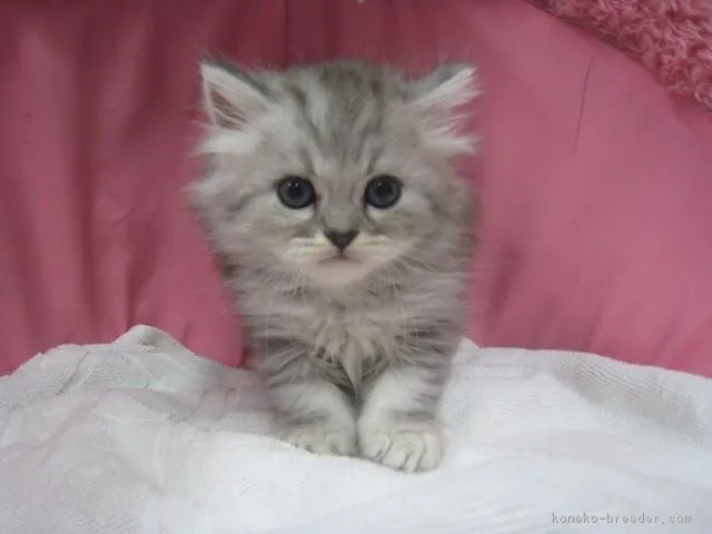 猫丸 様のお迎えした子猫