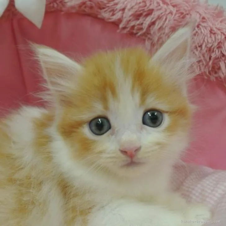 ID：2209-00399の子猫