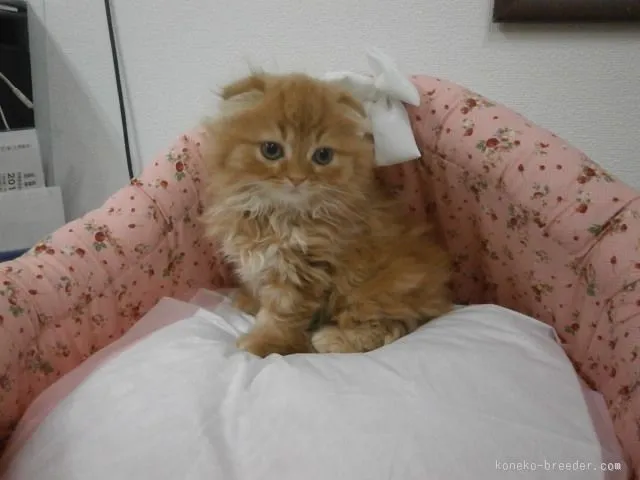 ID：1512-00094の子猫