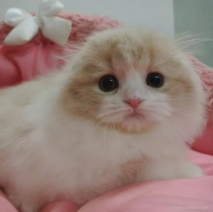 ID：2411-02864の子猫