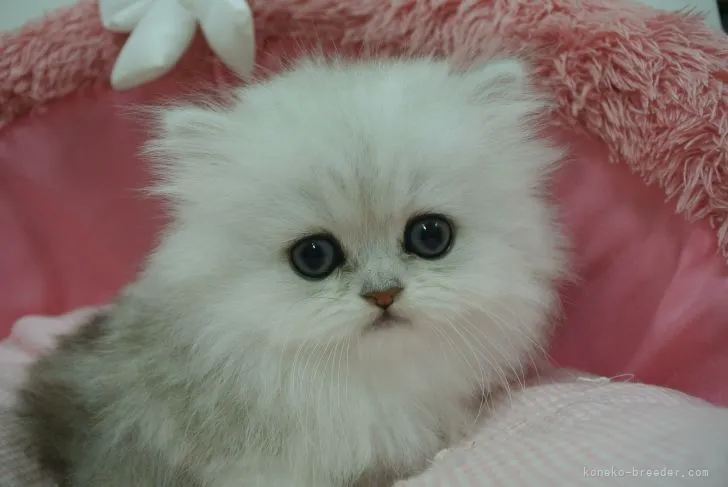 ID：2204-01748の子猫