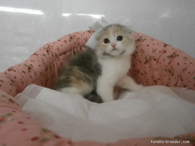 ID：1509-00024の子猫