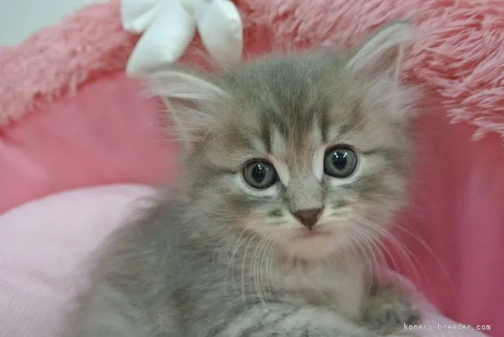 ID：2107-02147の子猫