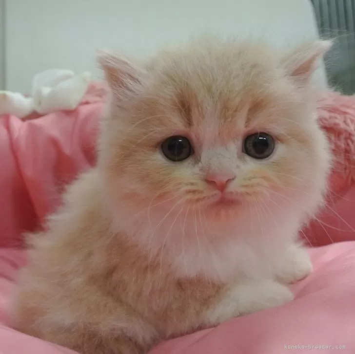 ID：2401-02156の子猫