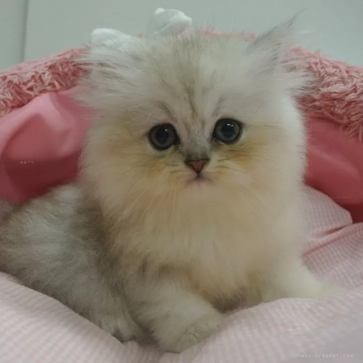 ID：2410-00597の子猫