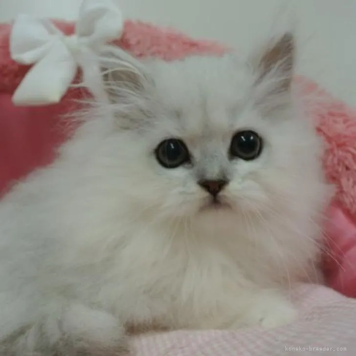 ID：2211-02388の子猫