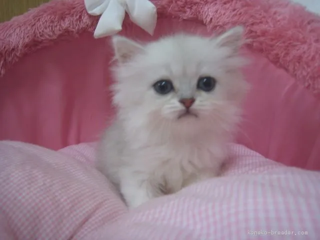 ID：1908-01552の子猫