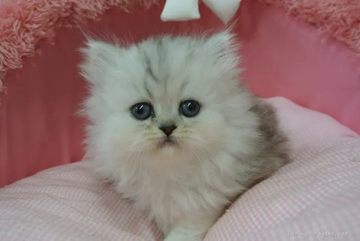 ID:2002-01175の子猫