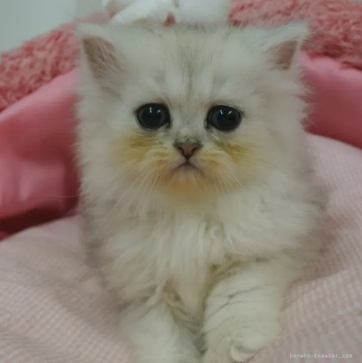 ID：2306-02665の子猫