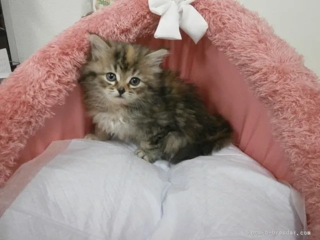 ID：1611-00393の子猫