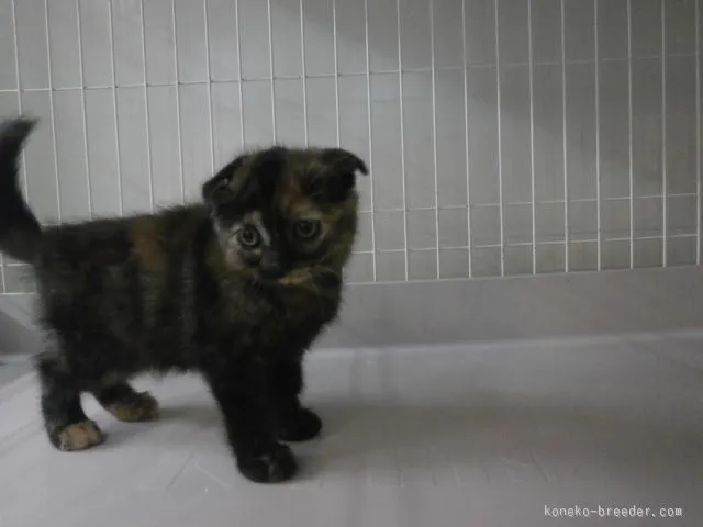 ID:1509-00021の子猫