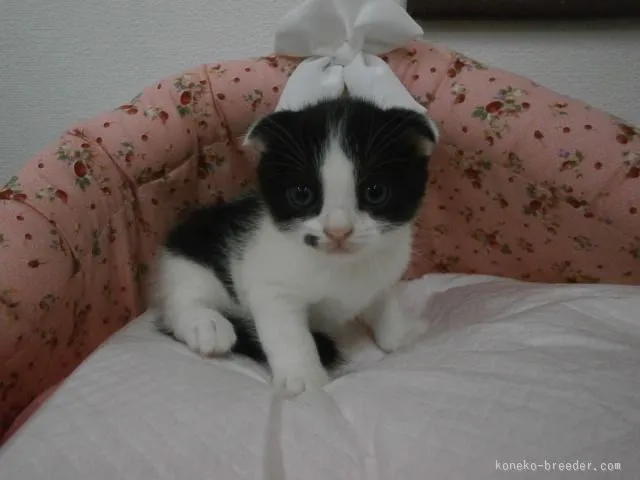 スコティッシュフォールド【東京都・男の子・2015年6月24日・ブラック&amp;ホワイト】の写真1
