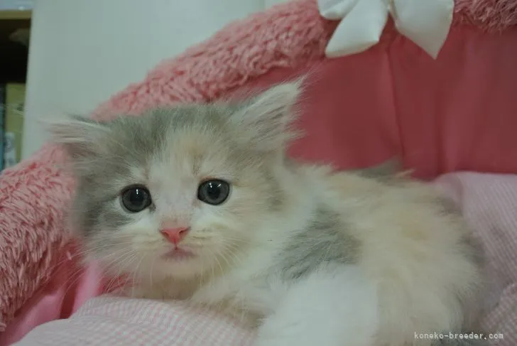 ID：2205-00693の子猫