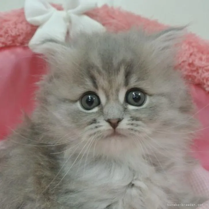 ID:2302-00798の子猫