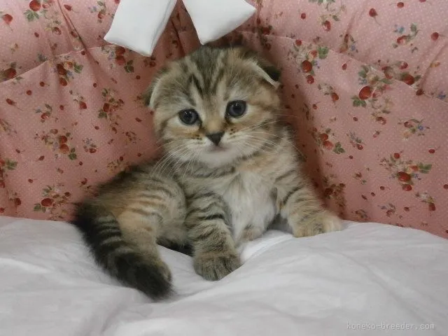 ID：1511-00019の子猫