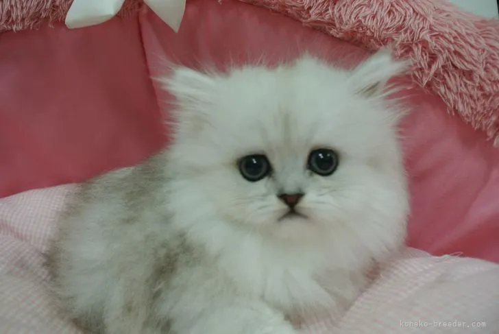 N.K 様のお迎えした子猫