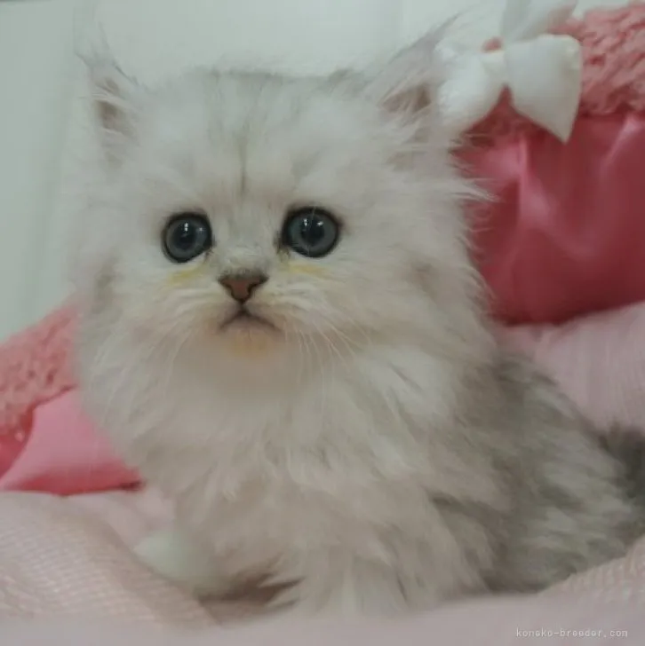 ID:2306-02966の子猫