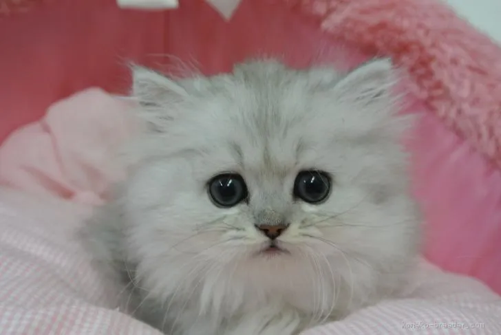 ID：1911-00531の子猫