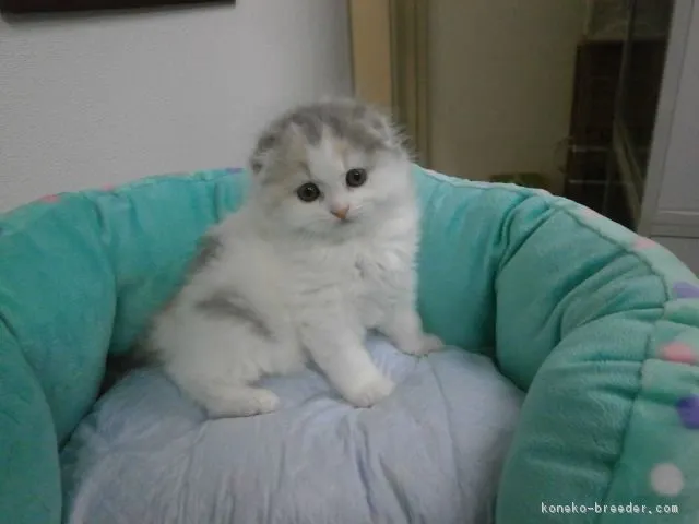 ID：1604-00452の子猫