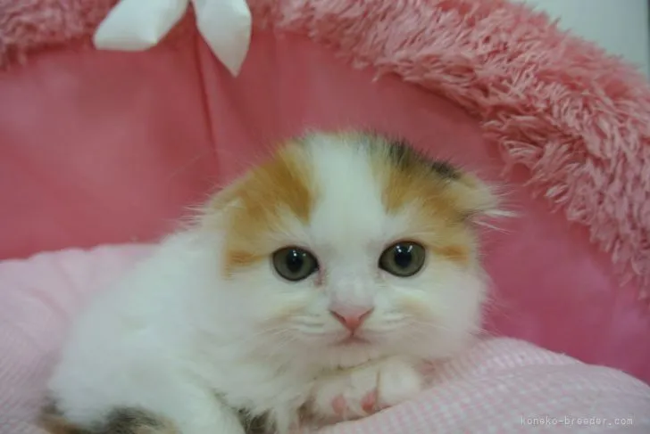 ようこ 様のお迎えした子猫