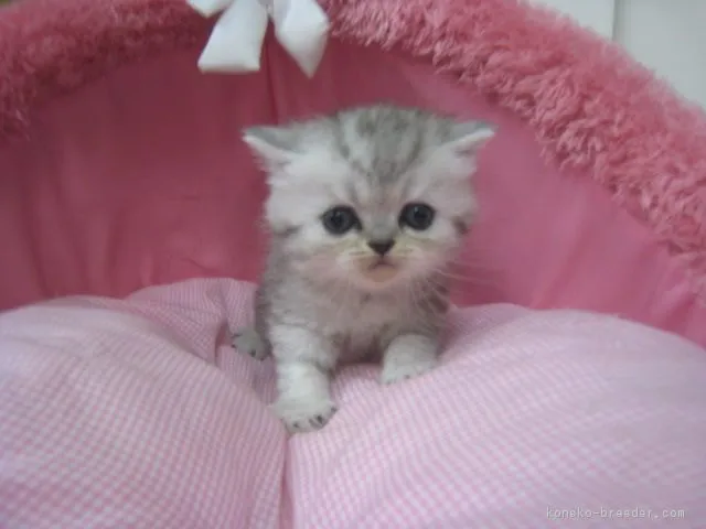 ID：1804-01728の子猫