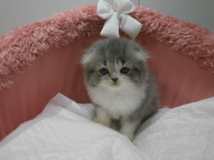 ID:1706-00888の子猫