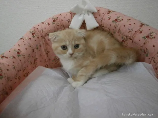 ID：1511-00050の子猫