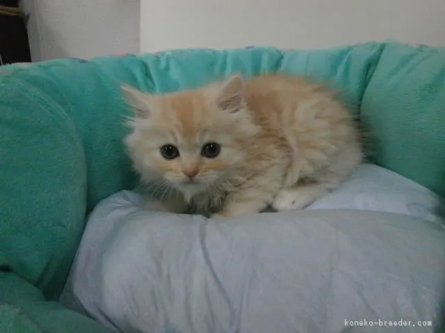 ID：1606-00812の子猫