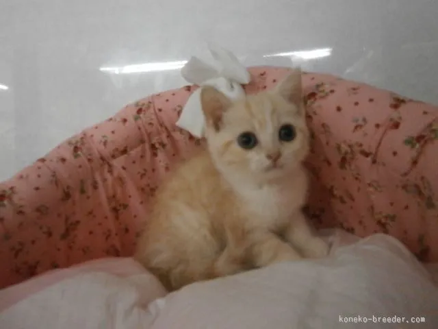 ID:1508-00441の子猫