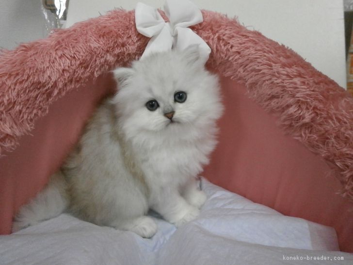 ID:1704-00478の子猫