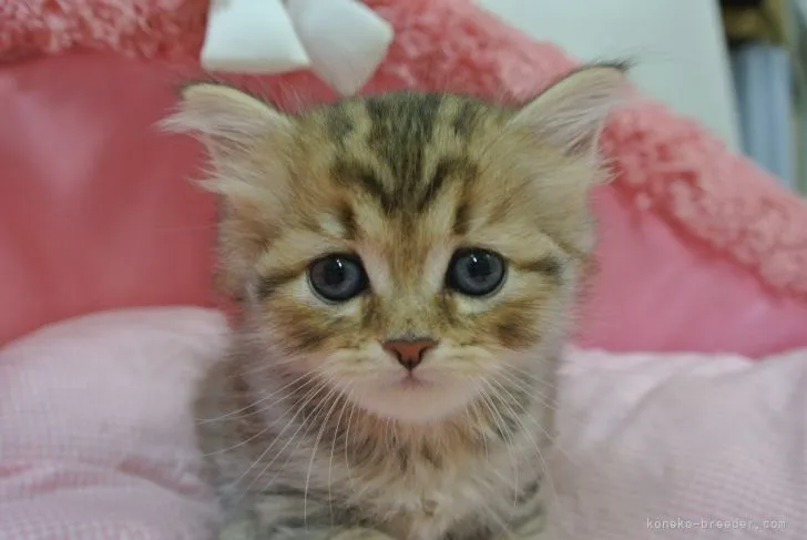 ID:2109-00255の子猫