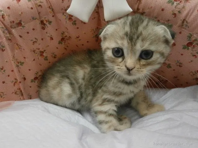 ID：1510-00340の子猫