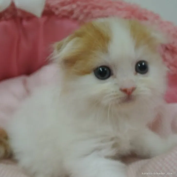 マミィ 様のお迎えした子猫