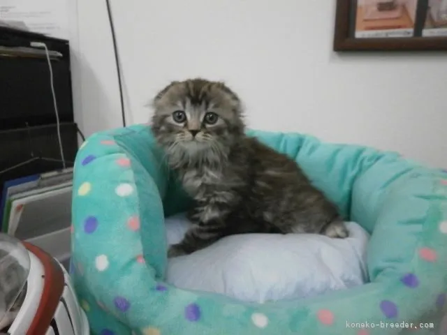 ID：1605-00688の子猫