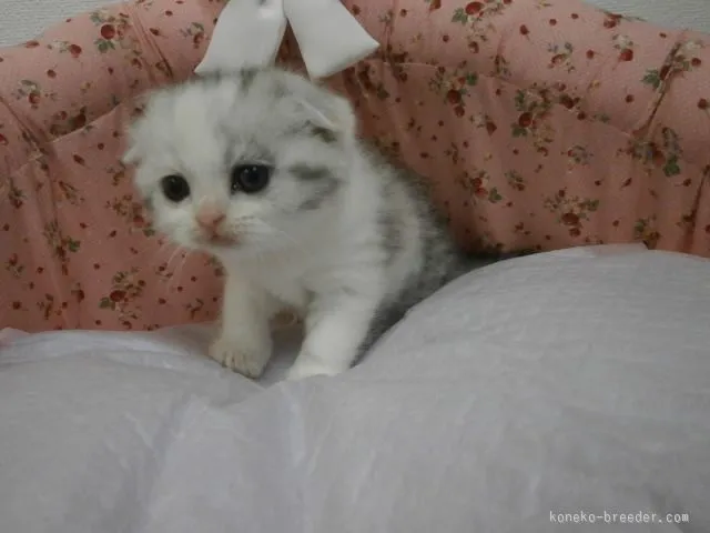 ID：1601-00388の子猫