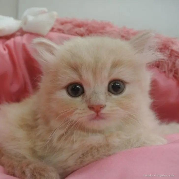 K.Y 様のお迎えした子猫