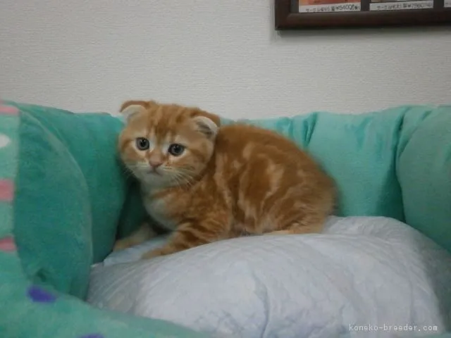 ID:1604-00146の子猫