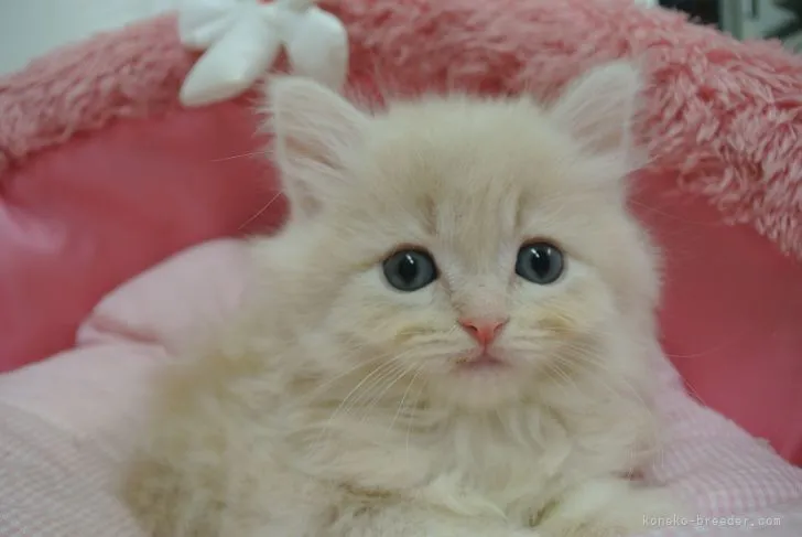 ID：2205-00689の子猫