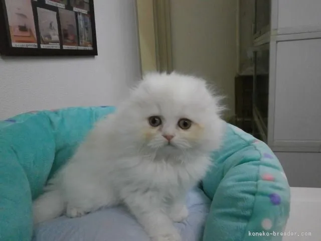 ID：1603-00416の子猫