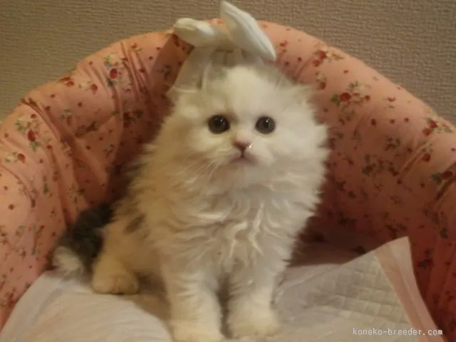 ID：1512-00135の子猫