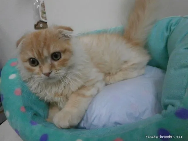 ID：1607-00609の子猫