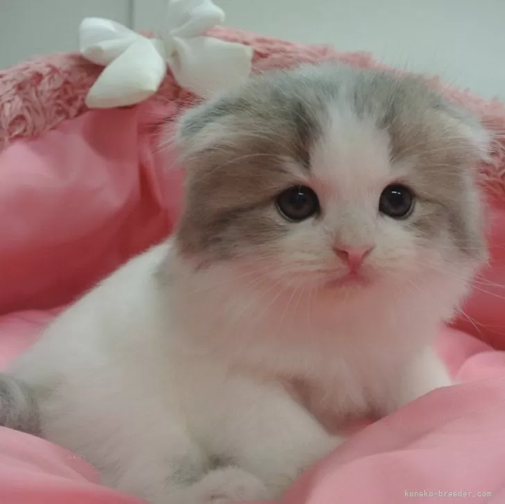 ID：2407-01631の子猫