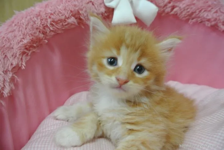 ID：2007-01653の子猫