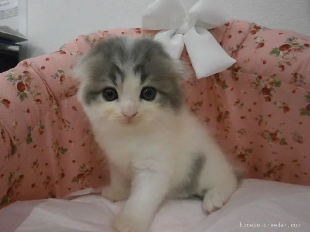 ID：1508-00341の子猫