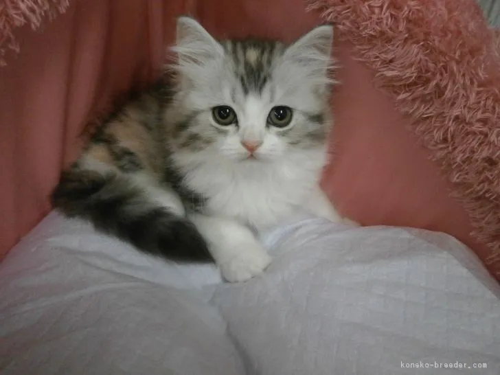 ひろ 様のお迎えした子猫