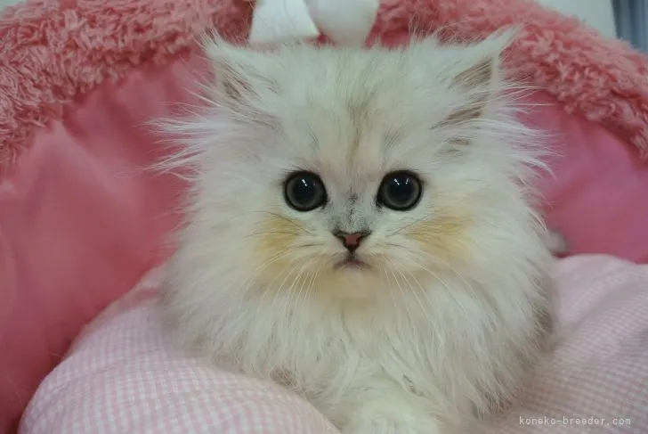 N.H 様のお迎えした子猫