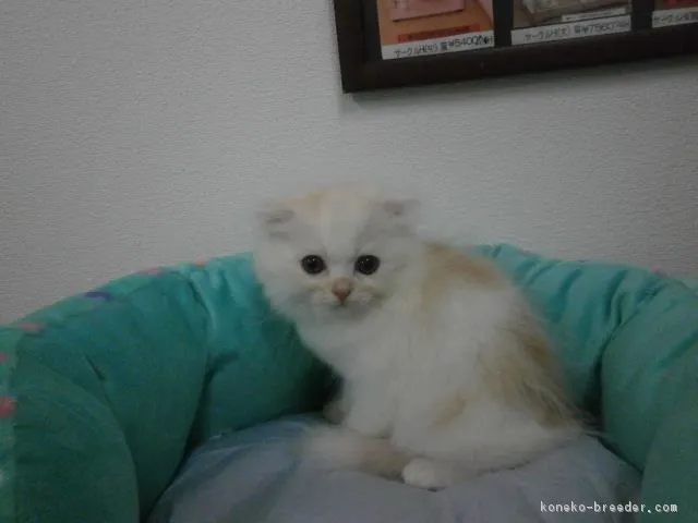 ID：1606-00480の子猫