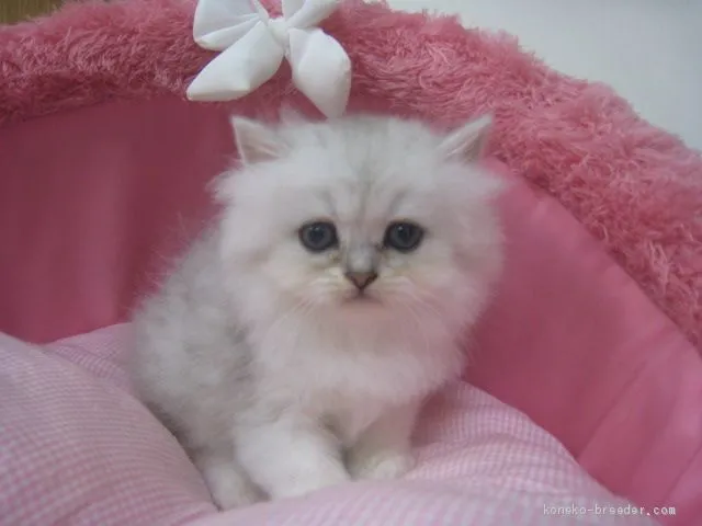 ID:1909-00355の子猫