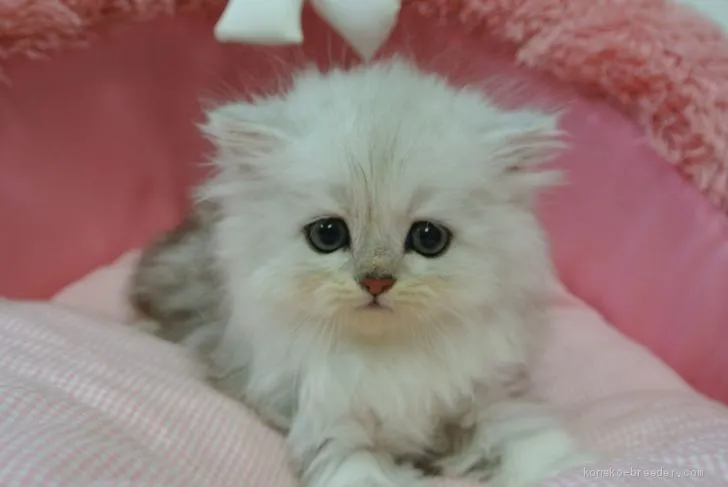 ID:1911-00535の子猫