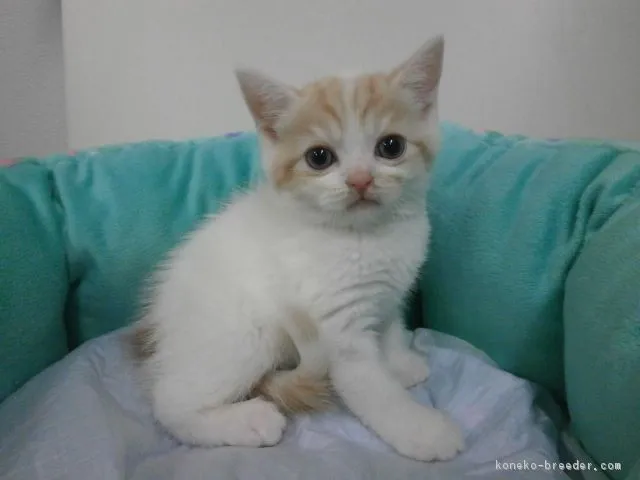 ID:1606-00814の子猫